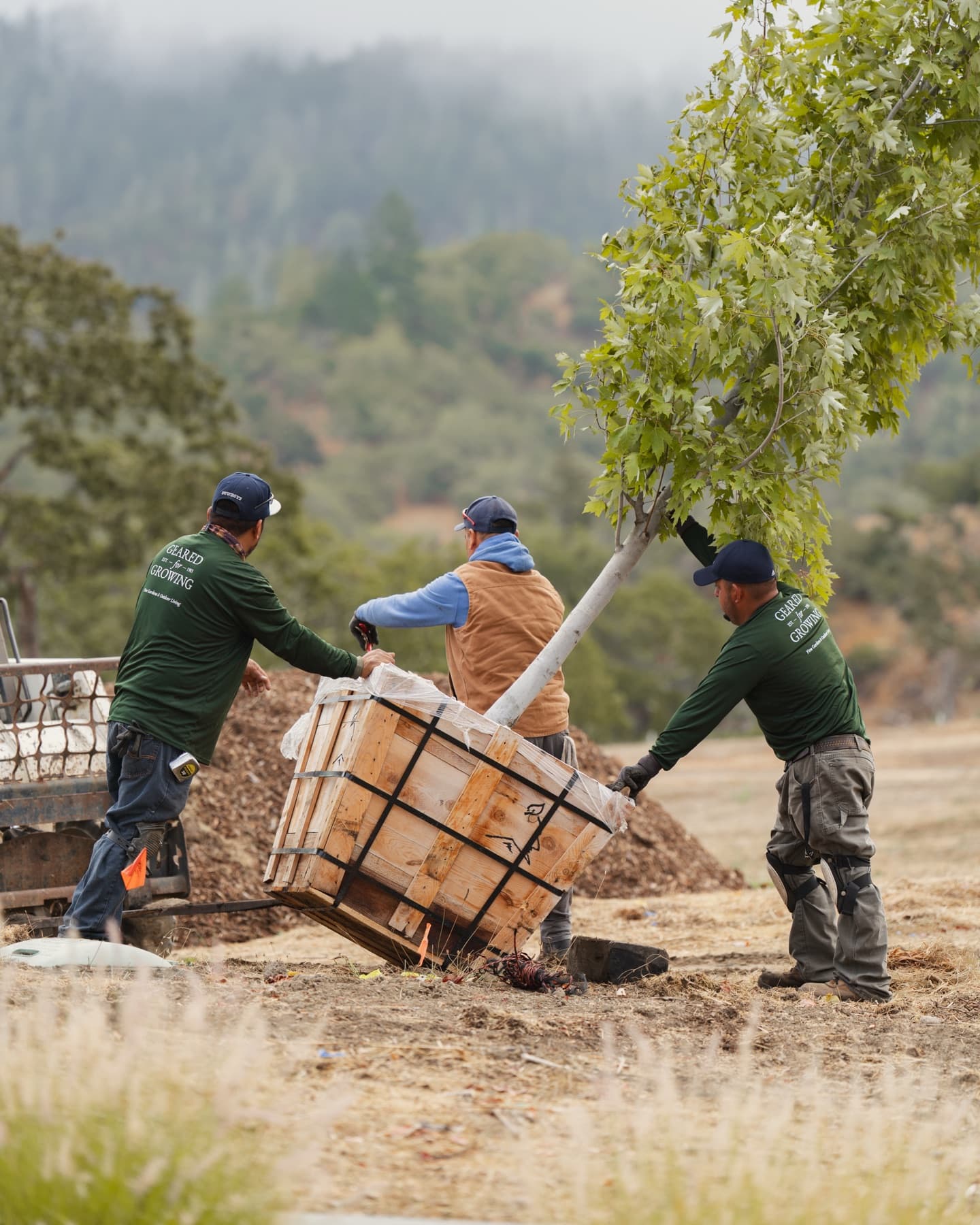 A Geared for Growing crew positioning a boxed tree on a landscape construction site